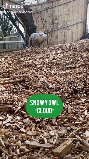 Meet Cloud: The Stunning Snowy Owl from Our Flying Team