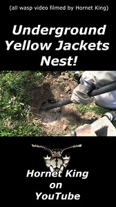 279K views · 1.4K reactions | Part 2 Digging up an active Eastern Yellow Jackets nest (Vespula maculifrons). Ground nest extraction from a client's yard. Stay tuned for part 3! #fyp #viral #reels #hornetking #yellowjackets | Hornet King | Facebook