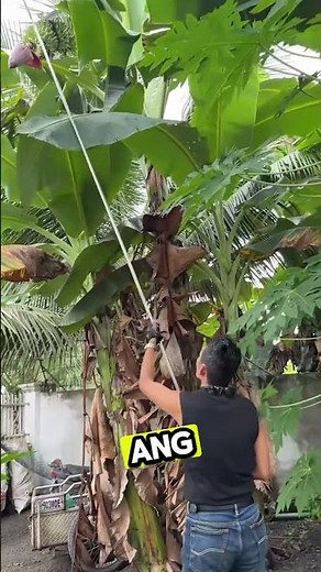 Puso ng Saging Cardava Harvest | Easy Step-by-Step Guide!