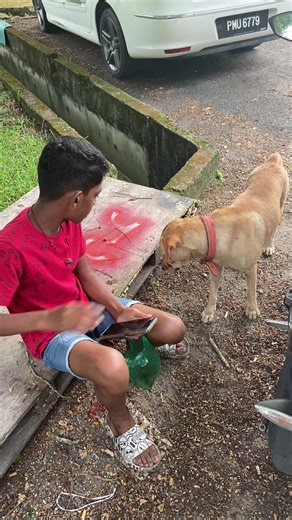 Hilarious Husky Dog Pranks That Will Make You Laugh