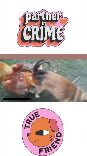 A Dog and a Chicken stuck together | Friendship puppy and chicken A beautiful moment #shorts #dog