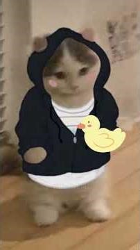 How To Surprise Your Girlfriend explained by cats :) #catanimation #girlfriend #cats #kittycat