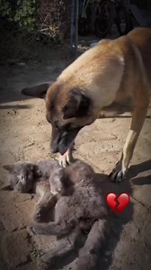 Heartfelt Pawprints: Pets’ Emotional Reactions After Losing Their Best Friends 🐾❤️ #MyPetsie ____________________________________________ Follow @my.petsie For More Daily Videos 🔥❤️____________________________________________ ❤️ Double Tap If You Like This 🔔TurnOn Post Notifications 🏷️ Tag Your Friends ____________________________________________ Dm for credit & removal 💬____________________________________________ Our social Media : 👇(contact on us Instagram @my.petsie & @my.petsie1 & @my