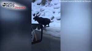 MOOSE ON THE LOOSE: Drivers captured cell phone video of a moose barreling down Highway 12 in Montana near the Idaho border. Onlookers say the animal ran along side the cars before darting into the woods. http://abcn.ws/2hAewym | ABC World News Tonight with David Muir