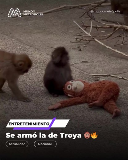 Apoya a Punch, el mono peluche del Ichikawa Zoo
