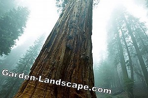 Bilje: Divovska Sekvoja, Sequoiadendron Giganteum - Upute Za Njegu | 2025