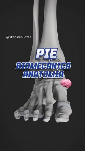 🔸 Movimientos de Inversión y Eversión del Tobillo: Información Técnica 🔸Los movimientos de inversión y eversión del tobillo son esenciales para la biomecánica y estabilidad del pie, permitiendo adaptación a diferentes superficies y correcta distribución de fuerzas durante la marcha y actividades físicas.📌 Definición:Inversión: Movimiento en el cual la planta del pie gira medialmente, acercándose a la línea media del cuerpo. Crucial para la estabilidad lateral del pie.Eversión: Movimiento en e