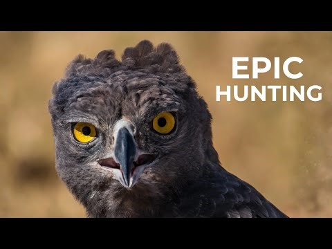 3 Most BRUTAL Eagle Attacks Ever Filmed | Predator Vs. Prey!