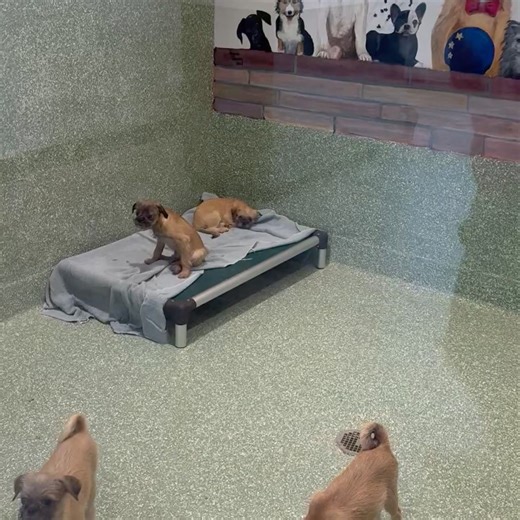 Big News! We’re back!! These little cuties enjoy one of two new puppy rooms at the new facility. All of Kent’s operations are back home in Calverton! UPDATE: ALL OF THE PUPS HAVE BEEN ADOPTED! | Kent Animal Shelter
