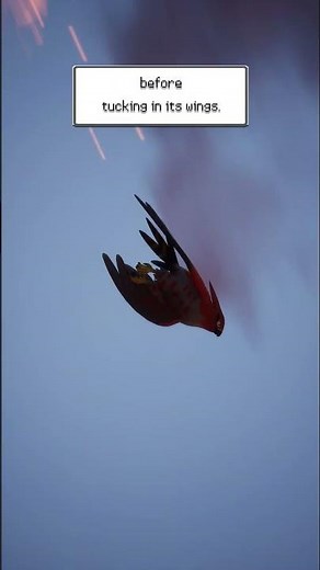 Terrific Talonflame!🔥🦅 | LinkTree to Donate On My Channel!🔗 #pokemon #biology #shorts