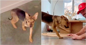 Video Of Rescue Dog Coming Home Is Filled With Heartwarming Moments