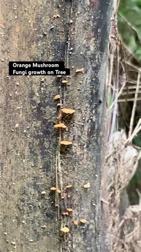 Orange Mushroom Fungi Growth on Tree #nature