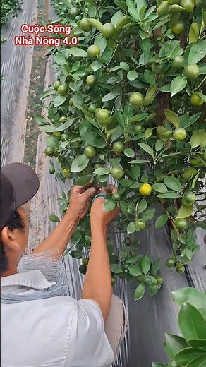 몸을 쌓아 올리고 조형하는 기술 #농업 #재배기술