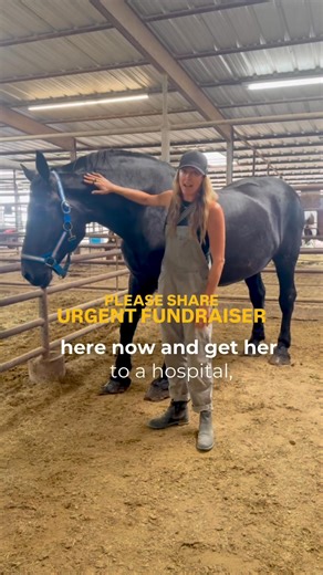 She was supposed to go through the sale this weekend but due to her being down most of the night and now breathing super heavy, her body is hot to the touch, she needs out NOW and luckily the owner said he would be willing to sell her now. It’s that or she dies and he makes no money at all. Greed is an amazing instigator to say YES. We need to take her straight to the hospital. She was most likely used as an Amish Plow horse or carriage horse until she couldn’t anymore because of her lameness is