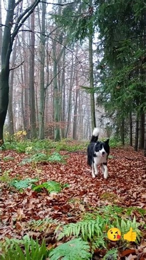 Border Collie Ozyrys #doglife #dogshorts #dogshorts #bordercollie #dog #forest #las