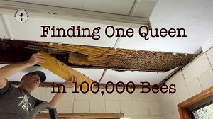 201K views · 4.2K reactions | COLOSSAL 100,000 Bees in one nest. Only...