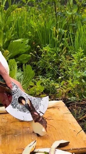 slicing fresh raw taro root on a wooden board using a sharp traditional cleaver