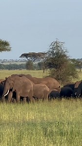 We ran into some beautiful elephants in Tanzania with Faith Musembi, producer/director of National Geographic TV's #NatGeoQueens | TV Insider