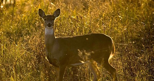 More than 81,000 deer harvested statewide during firearm deer season