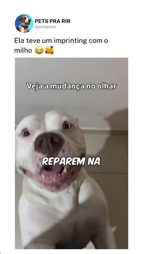O milho controla a mente dela 😂🌽