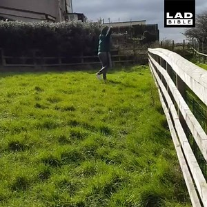 25M views · 494K reactions | 'Just had a dance off with an alpaca'  | LADbible | Facebook