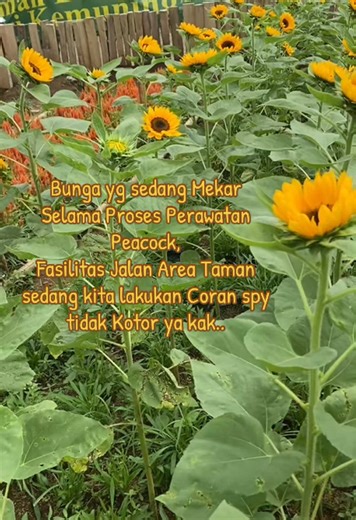 Perawatan Bunga Peacock & Taman Cantik