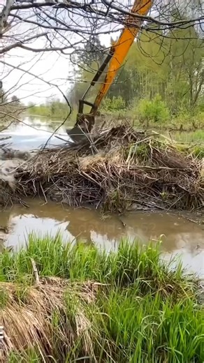 73K views · 1.8K reactions | The homeless baby beaver grew into a master builder #beaver #foryou #animals #rescue #us | Lovely Hallopet5 | Facebook