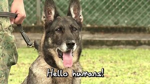 39K views · 622 reactions | That time of the year again when the SAF Military Working Dog Unit retires some of its dogs for adoption – well-trained and still healthy. Have a look at the video. | Ng Eng Hen | Facebook