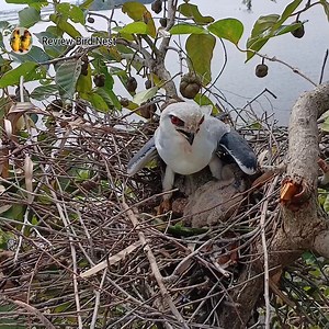 14K views · 1.1K reactions | EP28. Black-winged kite birds The mother bird has rat food for her chicks to eat in the nest. | Review Bird Nest | Facebook