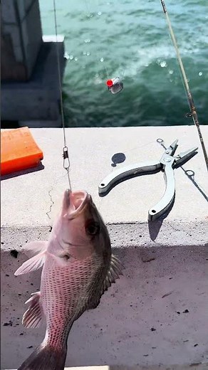 Catching Mangrove Snapper at the FL Keys