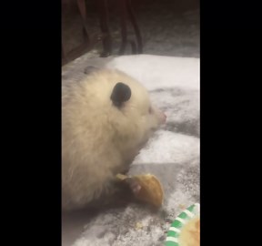 Possum Eating a Pancake in the Snow