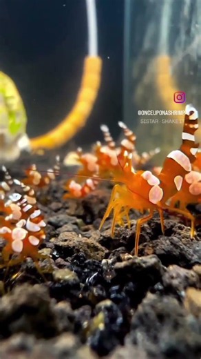 WEIRD TRUTH ABOUT SHRIMP!
