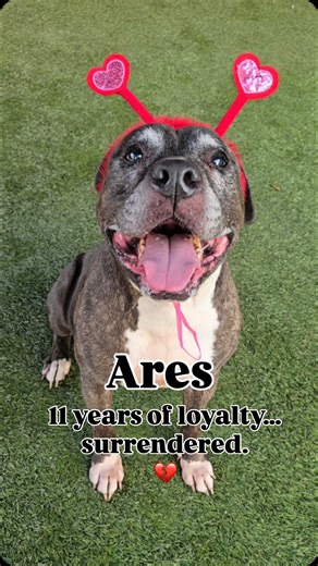 Pawssion 4 Dogs on Instagram: "💔 HOW CAN SOMEONE SURRENDER AN 11-YEAR-OLD DOG??? 😭 Ares #A1879558 🐾💔 Eleven years old. Loyal. Loving. And now abandoned. Ares was adopted from the shelter in 2017 when he was just 3 years old. He grew up believing he had found his forever home. But in October 2025, after eight years of devotion, Ares was surrendered because his owner became pregnant and felt he was “too strong” to keep. Adopting a dog is not a temporary decision, it is a lifelong commitment. I