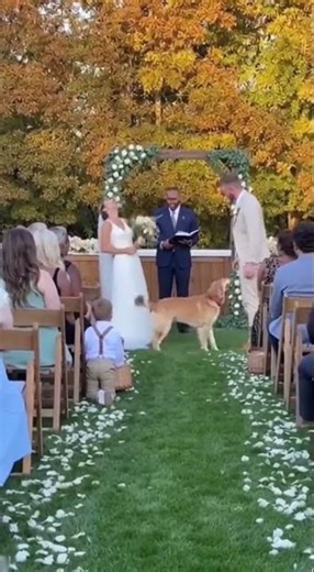Dog Crashes Wedding Ceremony at Full Speed