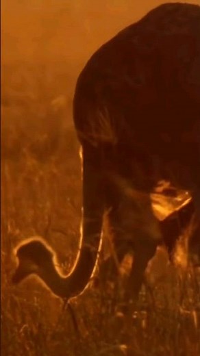 red kangaroo vs common ostrich