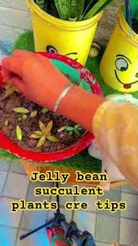 Succulent, propagation, time, lapse, sedum, jelly beans, propagation, propagating, donkey tail,