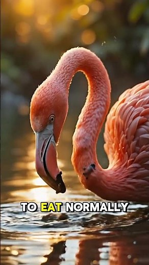 Flamingo Fact 😱😱😱 #facts #animals #shortvideo #trending #trendingshorts