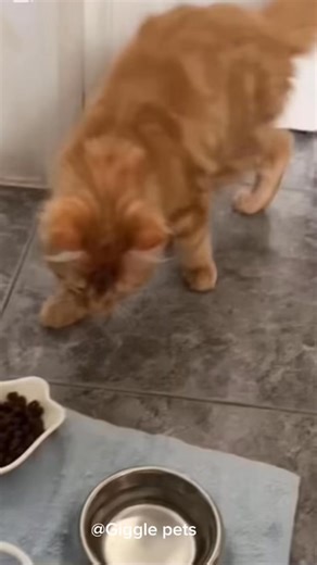Why is the orange cat so rebellious?😹🐈 🥰#cuteanimals #funnyreels #newrelease #animals #meowdel #catlover #fypシ | Giggle Pets