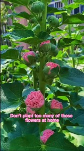 Double-flowered Hollyhock! #seedconnect #gardening #gardeningtips | Seed Connect