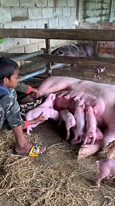 411K views · 2.5K reactions | Good youg boy look after piglets new born to product milk for the first time, American Yorkshire Pig #pig #oink #cute #hugs #Very #big #american #yorkshire #Awesome #incredible #supercute #pink | Pig Videos | Facebook