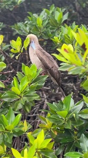 Observing Wildlife, Genovesa Island, Galapagos, TourRadar from María P. 🇪🇨