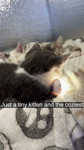 Just tiny kittens and coziest nap ever 💤 #cat #kittens #kittensleeping #kittensleep #kitten #short