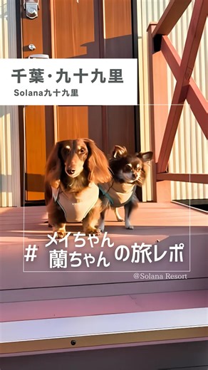ペットと泊まれる宿 ソラナ【公式】 鴨川|日光|富士山中湖|軽井沢|千葉白浜 | 九十九里 on Instagram: "行ってみたいと思ったら「🐶」とコメントしてね！ #solana九十九里 です🐶🏝️ 今回は、 メイちゃん、蘭ちゃんの ソラナ旅レポを大公開♪🐶 @ruimei7915mam さま ありがとうございました🌸 💡旅レポ動画とは… みなさまからいただいた動画と写真で ソラナステイの様子をお伝えする 当社が作成した動画です🐶✨ ====================== ペットと泊まれる宿 ソラナリゾート🐶🐾 ⇨ @solana_t_house Solana鴨川 Solana日光 Solana富士山中湖 Solana軽井沢別邸 Solana千葉白浜 Solana九十九里 Solana銚子犬吠埼 Solana伊豆高原 Solana富士御殿場 全国に展開中です🌼 ⁡ Solanaで過ごした様子は タグ付けしてシェアしてください🌷 ⁡ ご予約はプロフィールのHPから☑️ ⁡ ====================== ⁡ #ソラナ九十九里 #ペットと旅行