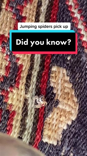 Can Spiders Hear? Understanding the Senses of Jumping Spiders