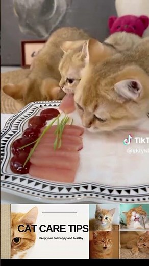 How to Groom Your Cat Like a Pro 🐱 | Easy Cat Care Tips for a Healthy, Happy Cat