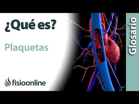 PLATELETS | What they are, components, location, functions and diseases