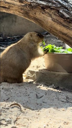 Adorable Chunky Groundhog Finds Food