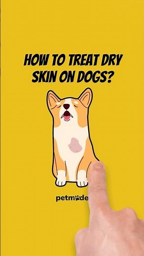 How to treat dry skin on dogs 🐾✨ | PetMade