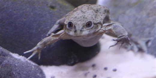 Wild Inside: The unique and endangered Lake Titicaca water frog