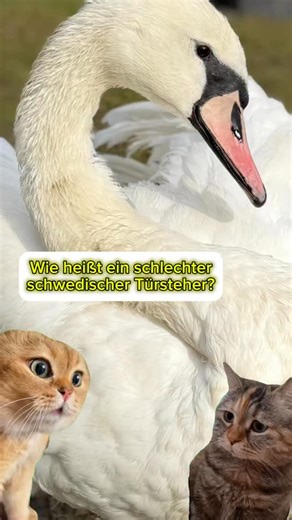 2 Flachwitze #flachwitz | Flachmemes